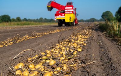 Kartoffelernte unterdurchschnittlich – Erntebilanz