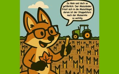 Maisstoppeln, Stoppelsturz und der Maiszünsler