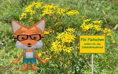 Jakobskreuzkraut – hübsch, aber gefährlich