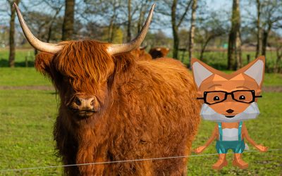 Highlands – Das große Quiz mit Fibi