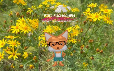 Fibi Füchschen erklärt das Jakobskreuzkraut