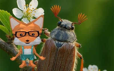 Maikäfer – Das große Quiz mit Fibi