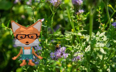 Hummel – Das große Quiz mit Fibi Füchschen