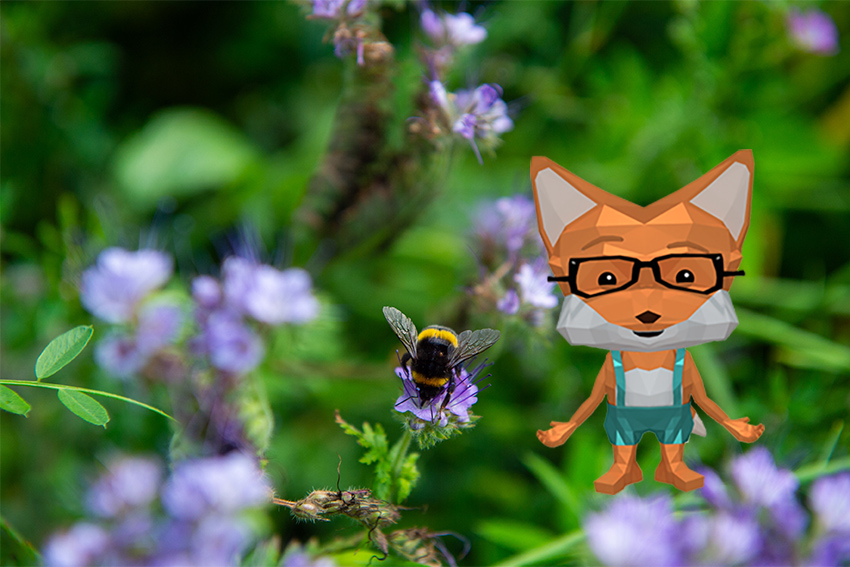 hummel_fibi_3 hummel