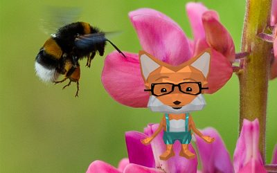 Fibi Füchschen erklärt die Hummel