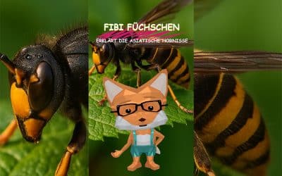 Fibi Füchschen erklärt die asiatische Hornisse