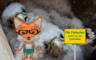 Turmfalken – der Mäusejäger am Himmel