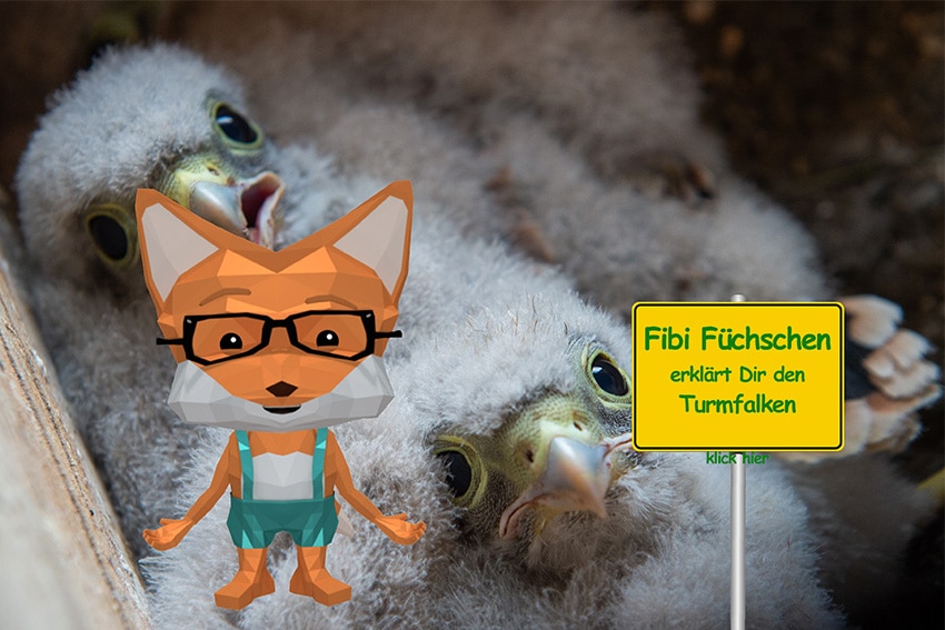 Fibi_Ortsschild_Turmfalke trumfalke ortsschild