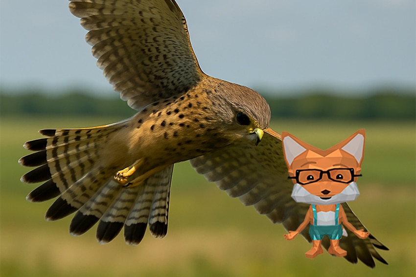 Fibi_Trumfalke_1 turmfalke