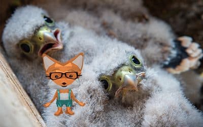 Turmfalke – Das große Quiz mit Fibi