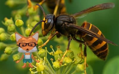 asiatische Hornisse – das große Quiz mit Fibi