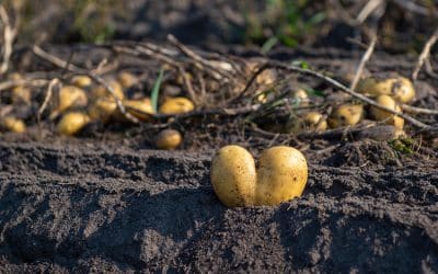 Frühkartoffeln – Kleine Knolle, großes Können
