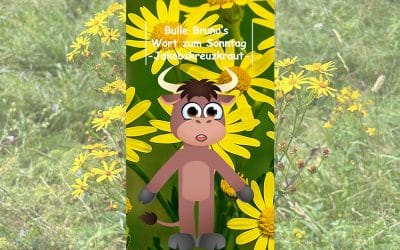 Bulle Bruno über das Jakobskreuzkraut