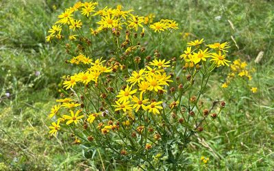Jakobskreuzkraut – wenn die gelbe Blüte zur Gefahr wird