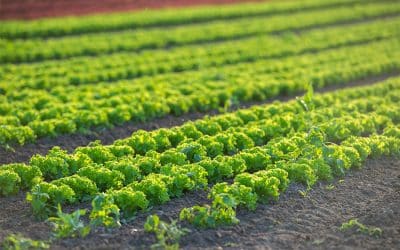 Mindestlohn – soziale Idee trifft wirtschaftliche Realität