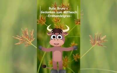 Bulle Bruno über das Erdmandelgras