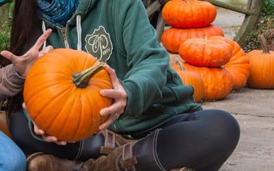 Erntediebstahl – kein Kavaliersdelikt, sondern Straftat