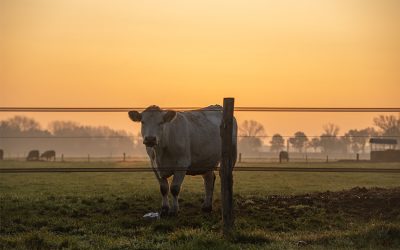 Landwirtschaft – ein Berufsfeld unter Dauerkommentar