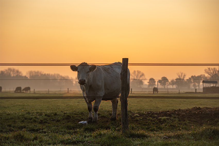 landwirtschaft