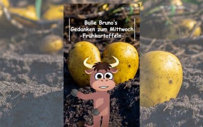Bulle Bruno über die Frühkartoffeln