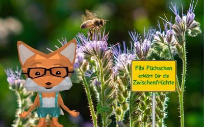 Fibi Füchschen erklärt die Zwischenfrüchte
