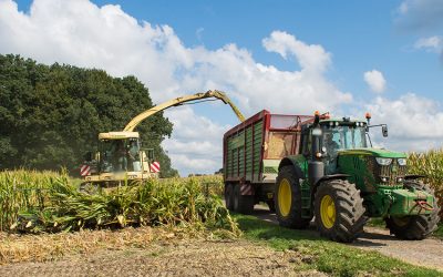 Gefährlicher Irrtum: Das Maisfeld ist kein Spielplatz