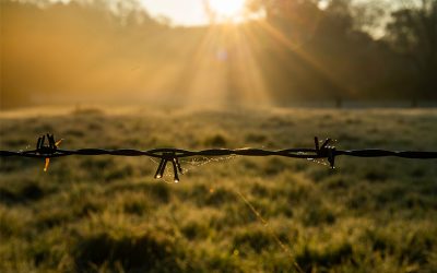 Die Zukunft der GAP: Strukturreform oder Systembruch?
