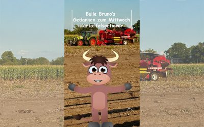 Bulle Bruno über die Kartoffelsortierer