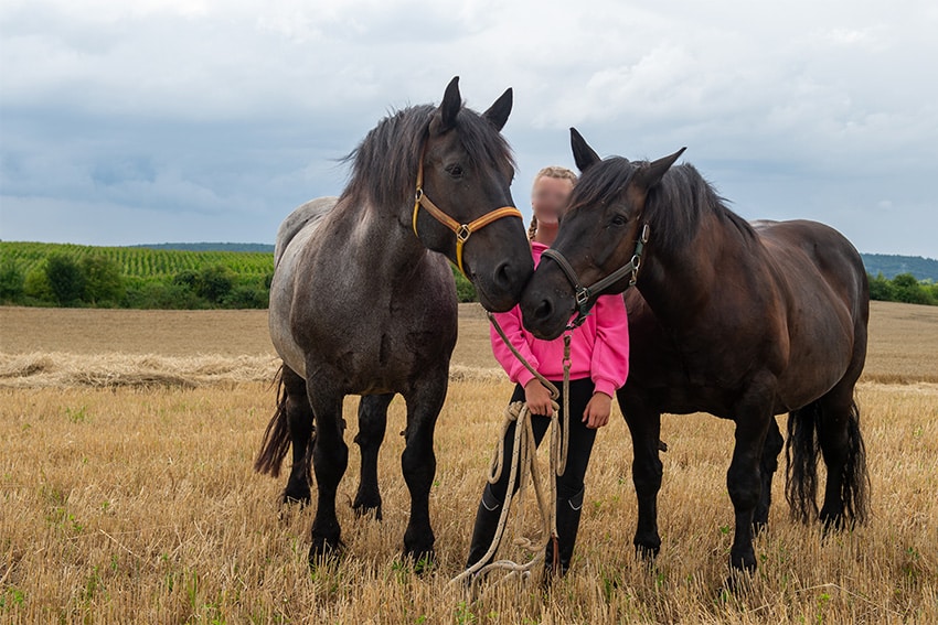 pferde-2 Kopie reiten