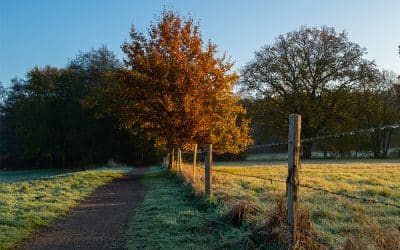 Bauernregel mit Fibi