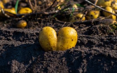 Erntedank – Warum Dankbarkeit für Lebensmittel eine Zukunftsfrage ist