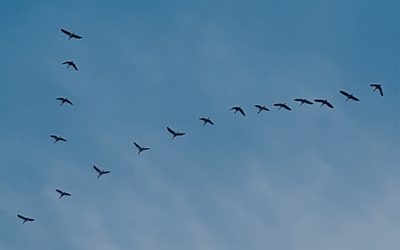 Geflügelpest – Seuchendruck, Versorgungssicherheit und Stallpflicht