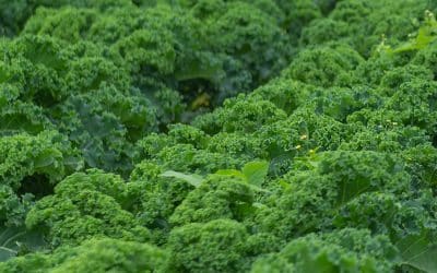 Kohlzeit – Saison für Regionalität, Vielfalt und ehrliche Küche