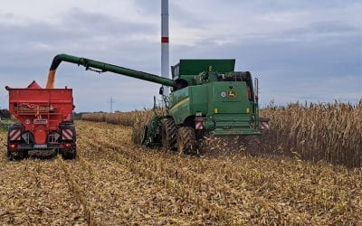 Körnermais – Warum der Mais jetzt nochmal ganz groß rauskommt