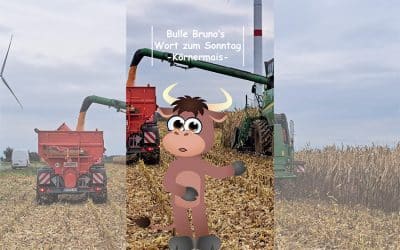 Bulle Bruno über den Körnermais