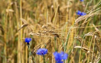 Welternährungstag – der 16.Oktober verdient Aufmerksamkeit