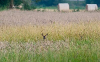 Wildwechsel im Herbst – Gefahr auf leisen Pfoten