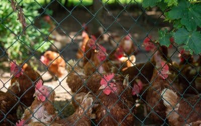 Geflügelpest – zwischen Fakten, Emotionen und Schuldzuweisungen