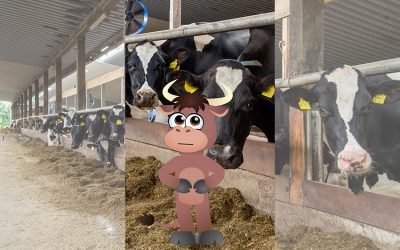 Bulle Bruno über den Preiskampf bei der Milch