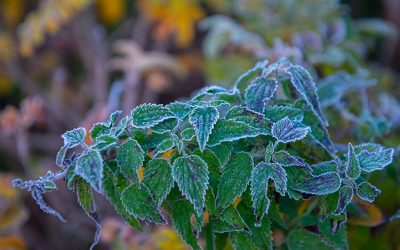 Bauernregel mit Fibi