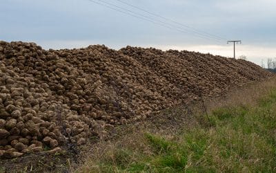 Zuckerrüben – Hightech bei der Ernte auf dem Acker