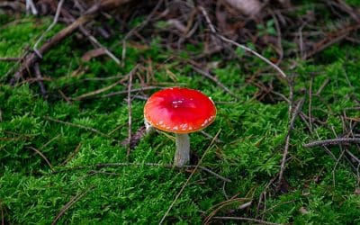 Pilze sammeln – zwischen Körbchen und Verantwortung