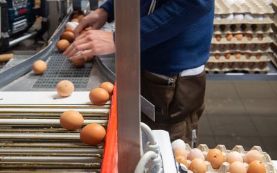 Ukrainische Eier aus Käfighaltung mit falscher Kennzeichnung