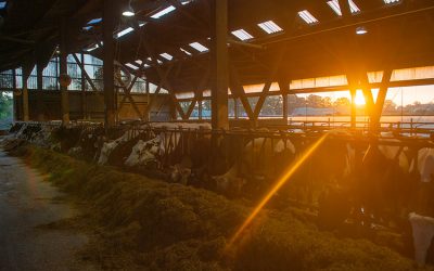 Kirche und Landwirtschaft – eine Beziehung im Wandel