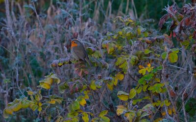 Mehr braucht es gerade nicht
