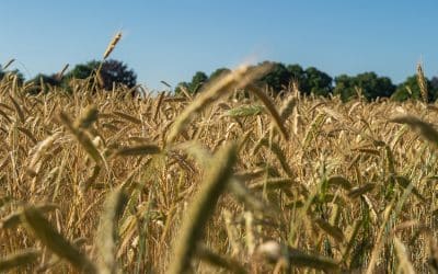 Wenn die Natur zum Problem erklärt wird