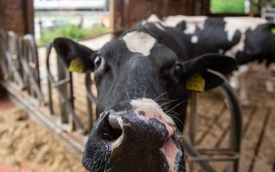 Klauenpflege – unsichtbare Arbeit für das Tierwohl
