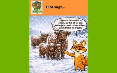 Highland-Rinder sind auch im Winter draußen