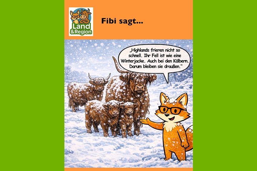 Highland-Rinder sind auch im Winter draußen