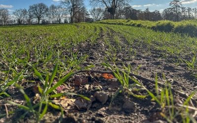 Glyphosat – Ein Wirkstoff im Zentrum der Kontroverse